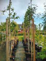 bomen, struiken, fruitbomen, sierbomen, laanbomen, Tuin en Terras, Planten | Bomen, Overige soorten, Lente, Ophalen, Volle zon