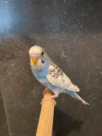 Leuk tam blauw bont baby grasparkiet mannetje.  beschikbaar voor biedingen