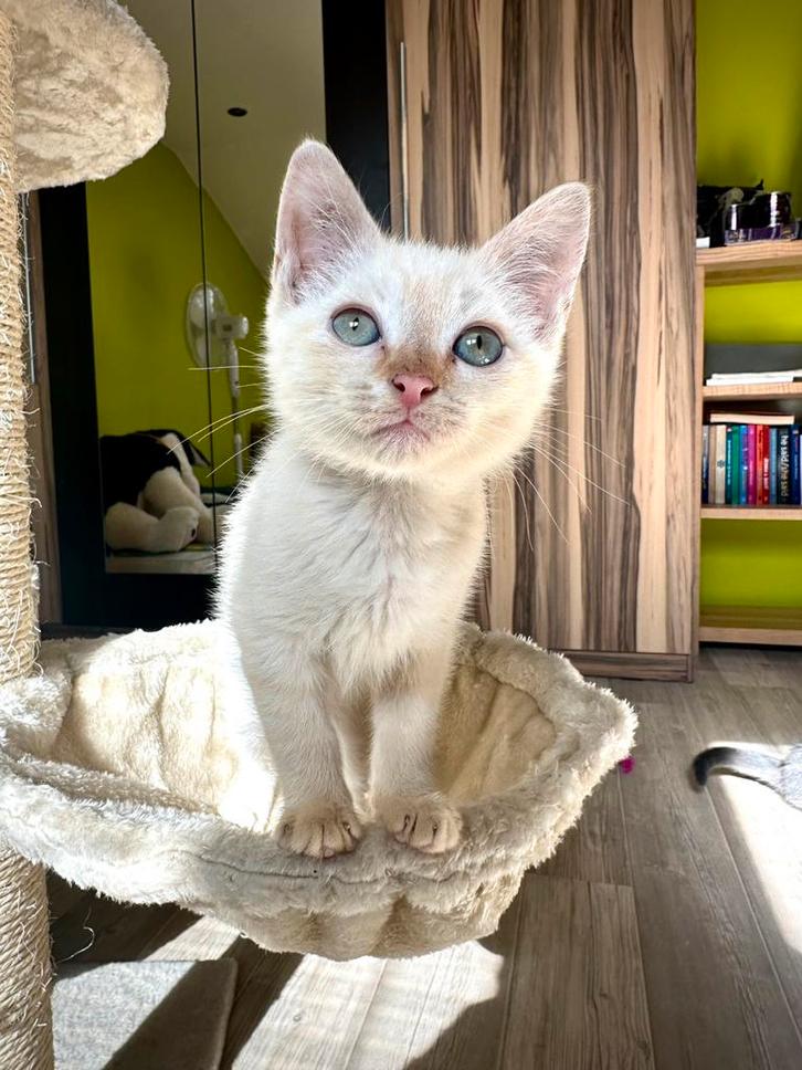 Sphynx mix katertje in red colour point kleur Kitten, Dieren en Toebehoren, Katten en Kittens | Raskatten | Korthaar, Kater, 0 tot 2 jaar