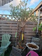 Olijfboom in houten bak, Tuin en Terras, Planten | Bomen, Ophalen, Halfschaduw, Olijfboom, 100 tot 250 cm