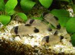 Corydoras panda, Dieren en Toebehoren, Vis, Zoetwatervis
