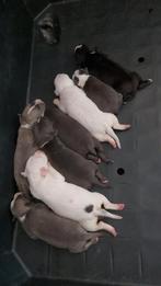 2 Amerikaanse stafford pups nog beschikbaar per 23 juli, Dieren en Toebehoren, Honden | Jack Russells en Terriërs, Reu, 8 tot 15 weken