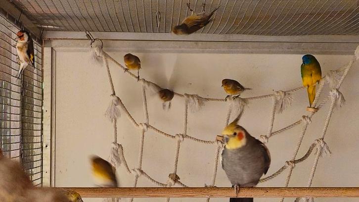 6-1 putter  kanarie bastaard, Dieren en Toebehoren, Vogels | Overige Vogels, Meerdere dieren