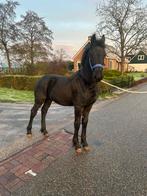 Prachtig lief fries hengstveulen, Hengst, Niet van toepassing, Minder dan 160 cm, 0 tot 2 jaar