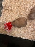 Twee goudhamsters te koop, Dieren en Toebehoren, Knaagdieren, Hamster, Februari, Mannelijk, Tam