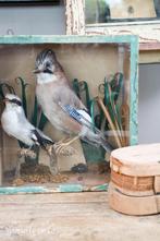 Opgezette vogels in vitrine kastje / taxidermie, Antiek en Kunst, Ophalen of Verzenden