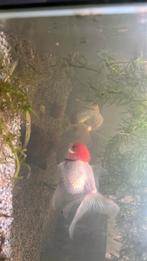 2 sluier staart goudvissen, Dieren en Toebehoren, Vissen | Aquariumvissen, Vis