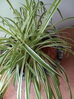 Kamerplant met grote pot ehv5655 geldrop mierlo, Huis en Inrichting, Kamerplanten, Ophalen of Verzenden, Halfschaduw, Minder dan 100 cm