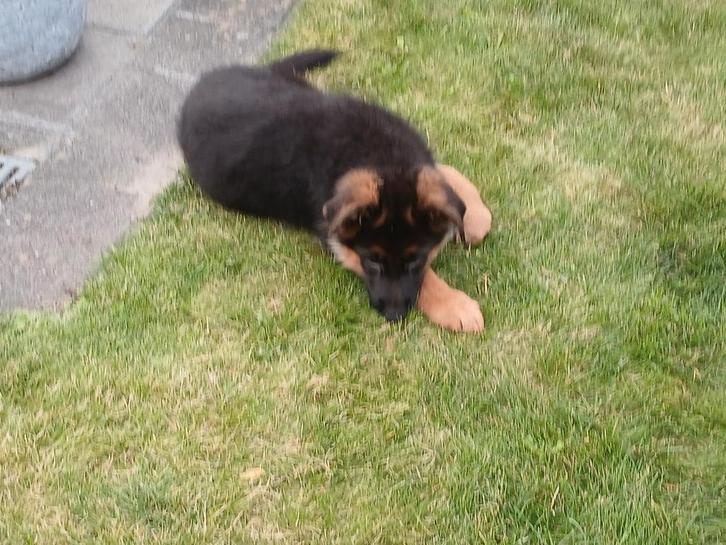 Lieve Duitse herder pup, teefje, uit keurfok, Dieren en Toebehoren, Honden | Teckels en Dashonden, Teef, Korthaar, Standaard, Fokker | Hobbymatig