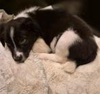 Border collie pup teefje ( mag verhuizen ), Dieren en Toebehoren, Honden | Herdershonden en Veedrijvers, CDV (hondenziekte), 8 tot 15 weken