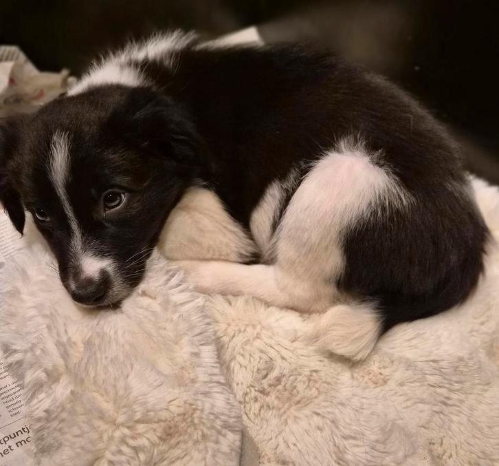 Border collie pup teefje ( mag verhuizen ), Dieren en Toebehoren, Honden | Herdershonden en Veedrijvers, Teef, Collie, Particulier