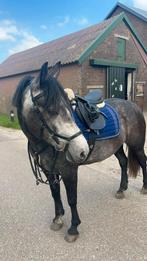 Bijrijder gezocht 18+  locatie Voorthuizen, Dieren en Toebehoren, Ophalen of Verzenden, Zo goed als nieuw