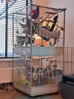 Ratten plus rattenkooi en accessoires, Dieren en Toebehoren, Ophalen, Gebruikt, 90 cm of meer, 75 tot 110 cm