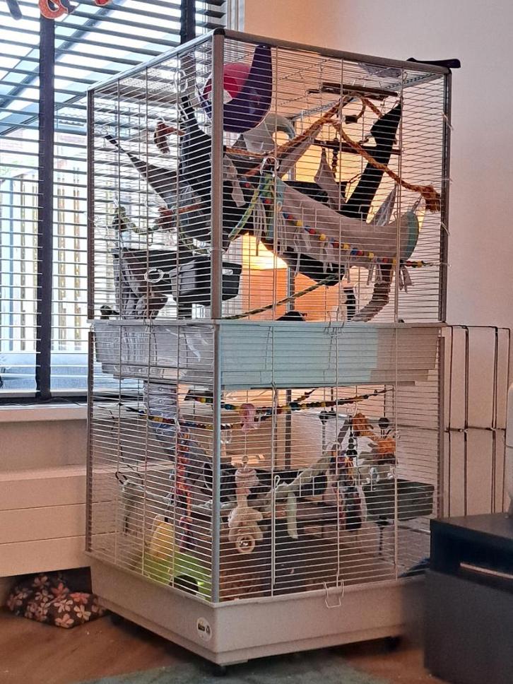 Ratten plus rattenkooi en accessoires, Dieren en Toebehoren, Knaagdieren en Konijnen | Hokken en Kooien, Gebruikt, Kooi, 90 cm of meer