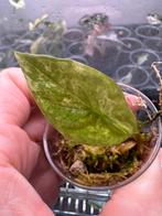 Alocasia sinuata albo/variegata, Ophalen, Halfschaduw, Minder dan 100 cm