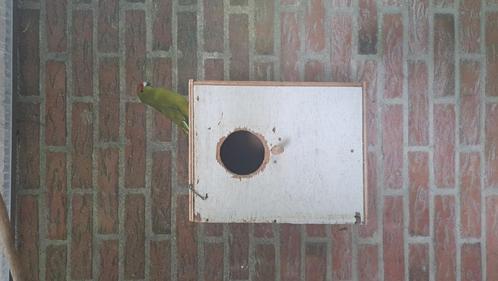 Kakariki s, Dieren en Toebehoren, Vogels | Parkieten en Papegaaien, Parkiet, Meerdere dieren, Geringd