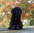 Friese Stabij x Golden Retriever pups uit stamboomouders, Dieren en Toebehoren, Nederland, Overige rassen, 8 tot 15 weken, CDV (hondenziekte)