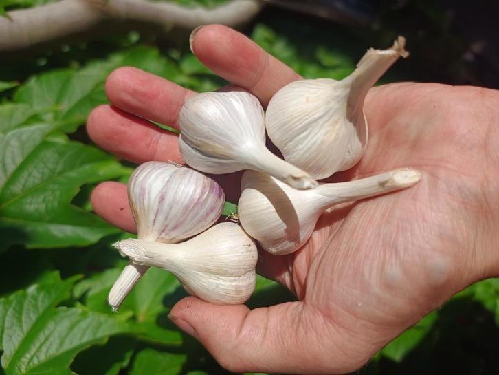 Plant knoflook German extra Hardy, Tuin en Terras, Bloembollen en Zaden, Knol, Najaar, Volle zon, Ophalen