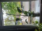 2x prachtige Strelitzia Nicolai, Huis en Inrichting, Ophalen, 100 tot 150 cm, Overige soorten, In pot
