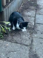 Jonge kat te koop ongeveer 2,5 maand oud., Dieren en Toebehoren, Katten en Kittens | Overige Katten, Poes