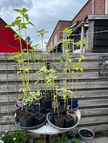 XL zonnebloemen de laatste voor €2 per stuk beschikbaar voor biedingen