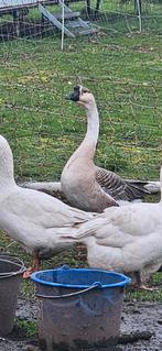 Chinese knobbelganz ganz Man, Dieren en Toebehoren, Pluimvee, Mannelijk