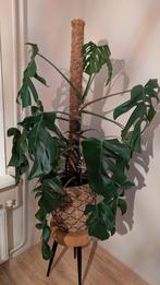 Monstera plant, Ophalen, Halfschaduw, Minder dan 100 cm