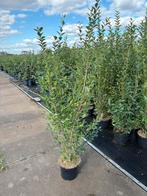 Liguster Ovalifolium 150+ cm, Tuin en Terras, Planten | Tuinplanten, Volle zon, Vaste plant, Zomer, Ophalen