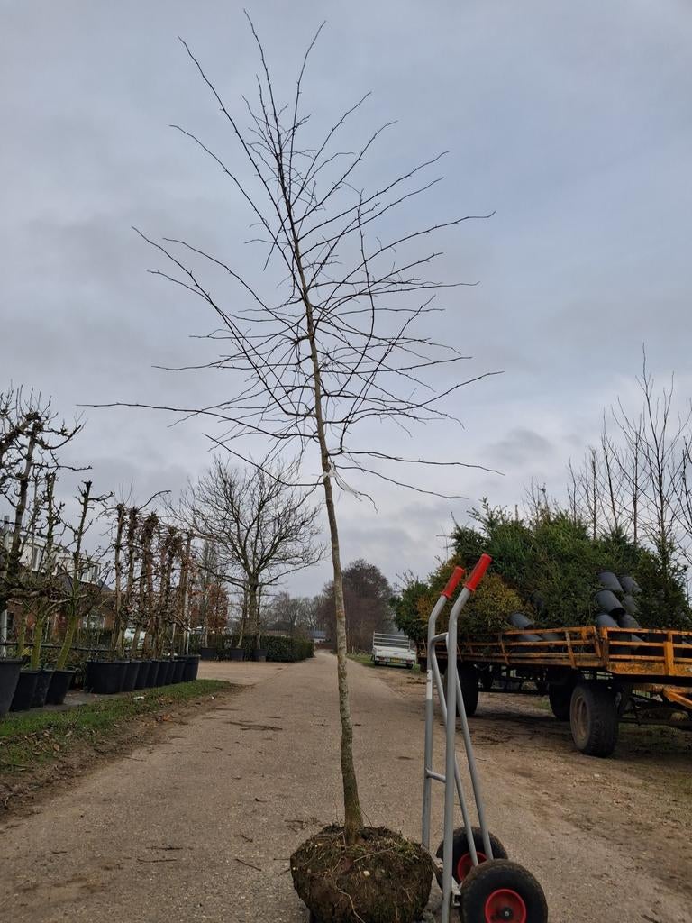 Zwarte Tupeloboom - Nyssa sylvatica, Tuin en Terras, Planten | Bomen, Overige soorten, 250 tot 400 cm, Halfschaduw, Bloeit niet