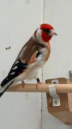 Major putters Mannen, Mannelijk, Wildzangvogel, Geringd