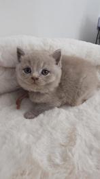 Britse korthaar kittens met stamboom en garantie!, Meerdere dieren, Met stamboom