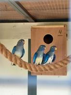 Splendits 25 3stuks, Dieren en Toebehoren, Vogels | Parkieten en Papegaaien, Meerdere dieren, Parkiet