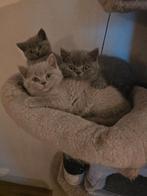 Britse korthaar kittens, Dieren en Toebehoren, Katten en Kittens | Raskatten | Korthaar, Meerdere dieren, 0 tot 2 jaar