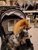 Gezocht merle chihuahua, Dieren en Toebehoren, Honden | Chihuahua's en Gezelschapshonden, Parvo, Reu, 1 tot 2 jaar, Eén hond