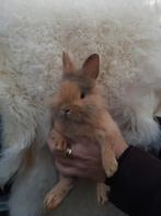 Prachtige dwergkonijntjes, hangoortjes en vosjes, Meerdere dieren, Dwerg, Hangoor