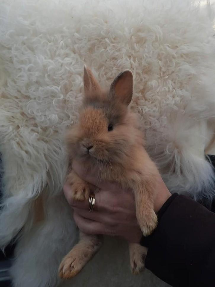 Prachtige dwergkonijntjes, hangoortjes en vosjes, Dieren en Toebehoren, Konijnen, Dwerg, Meerdere dieren, Hangoor