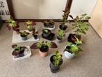 Stekjes van graslelie,siernetel,draecena en vetplantjes, Ophalen of Verzenden, Overige soorten, Minder dan 100 cm