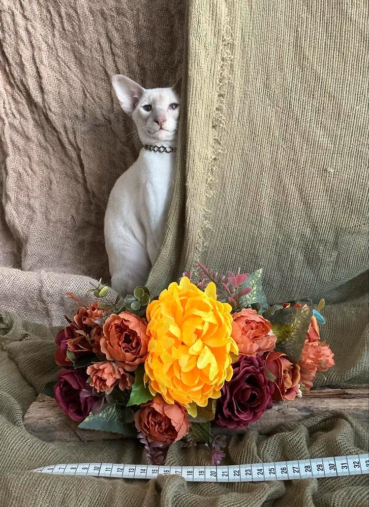 Boeket Stella - Vrolijk en kleurrijk!, Huis en Inrichting, Woonaccessoires | Droogbloemen, Nieuw, Ophalen of Verzenden