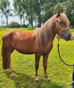 Bijna 3 jarige koudbloedmix merrie zoekt nieuw huisje, Dieren en Toebehoren, Pony's, Merrie, Ontwormd, Onbeleerd, Recreatiepony