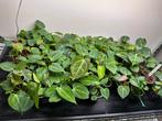 Anthurium redspider/forgettiXsuper silver, Ophalen of Verzenden, Overige soorten, Minder dan 100 cm
