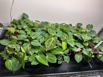 Anthurium redspider/forgettiXsuper silver beschikbaar voor biedingen