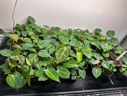 Anthurium redspider/forgettiXsuper silver, Huis en Inrichting, Kamerplanten, Overige soorten, Minder dan 100 cm, Ophalen of Verzenden