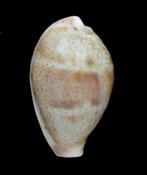 Schelpen: Cypraea walkeri continens 22,5mm (F+++/Gem), Verzamelen, Ophalen of Verzenden, Schelp(en)