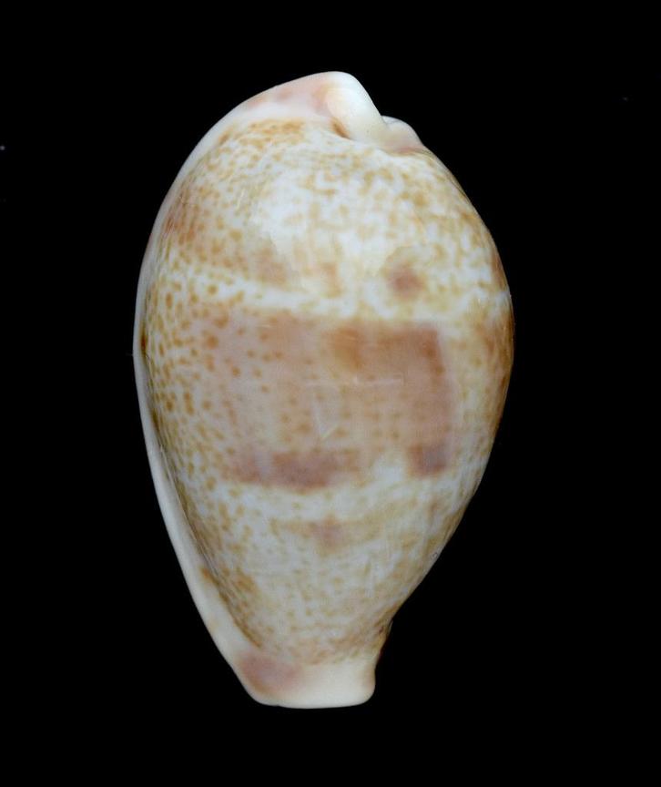 Schelpen: Cypraea walkeri continens 22,5mm (F+++/Gem), Verzamelen, Mineralen en Fossielen, Schelp(en), Ophalen of Verzenden