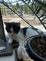 Kittens, Dieren en Toebehoren, Katten en Kittens | Raskatten | Korthaar, Meerdere dieren