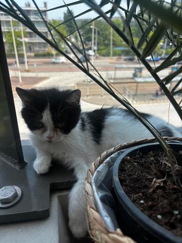 Kittens  beschikbaar voor biedingen