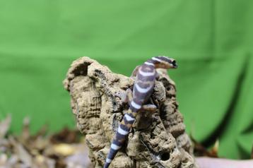 Oedura castelnaui, fluwelen gekko beschikbaar voor biedingen