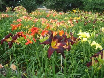 Hemerocalissen € 2,50 grote 3 en 4 liter potten beschikbaar voor biedingen