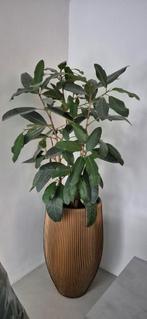Grote Ficus kamerplant (omgeving Maastricht), Ophalen, Ficus, Halfschaduw, Minder dan 100 cm