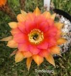 cactus - Echinopsis trio met TONDELAYO en WINDIGO, Ophalen of Verzenden, Cactus, Volle zon, Minder dan 100 cm